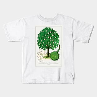 White Flowering Horse Chestnut tree lithograph (1900) Kids T-Shirt